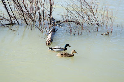 Ducks swimming in lake