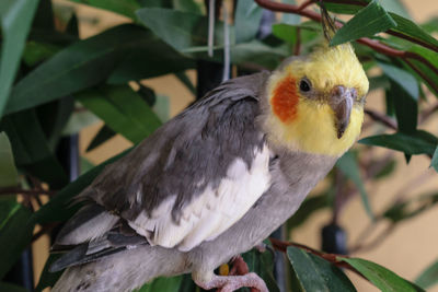 Close-up of bird perching on plant