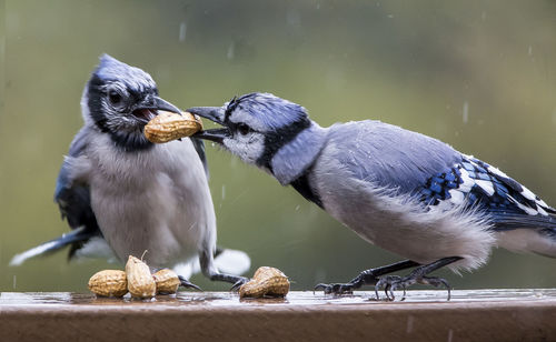 Close-up of birds fighting over peanuts in rain
