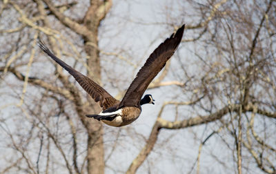 Low angle view of bird flying against bare tree