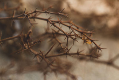 Close-up of dry plant