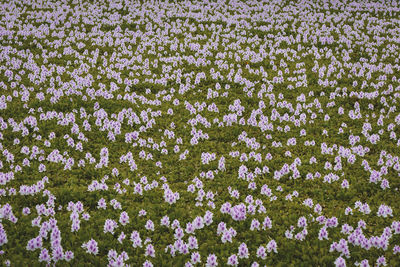 High angle view of purple flowering plants on field