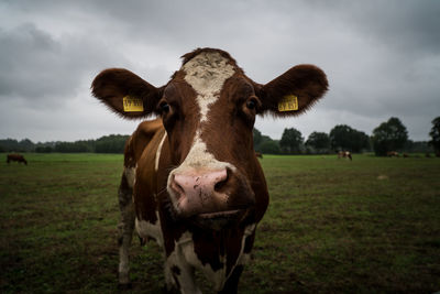 Portrait of cow on field