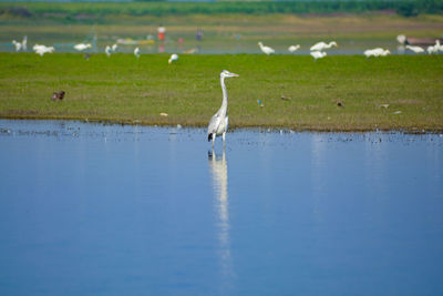 Birds in a lake