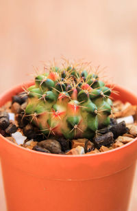 Close-up of succulent plant in pot