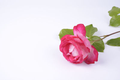 Close-up of pink rose against white background