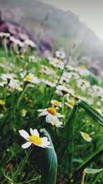 Close-up of flowers blooming outdoors