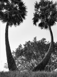 Low angle view of palm trees against sky