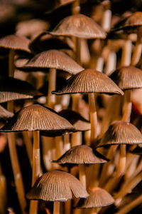 Close-up of mushrooms