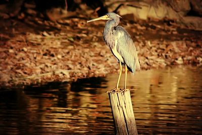 High angle view of gray heron perching on water