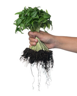 Cropped hand of woman holding plant against white background