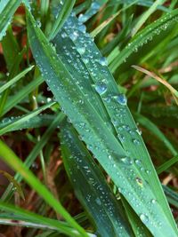 Close-up of raindrops on grass