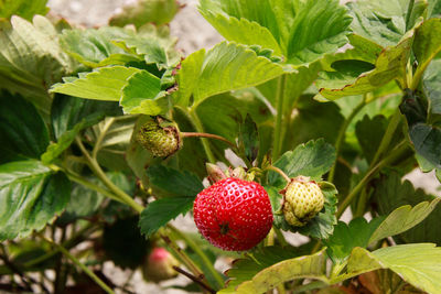 Close-up of strawberries on tree