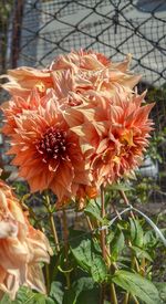 Close-up of flowers blooming outdoors