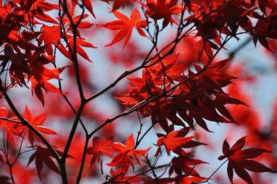 Close-up of red maple leaves on tree