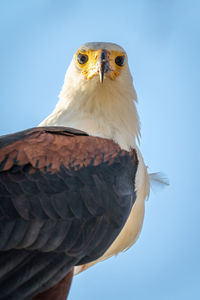 Low angle view of bird perching against clear blue sky