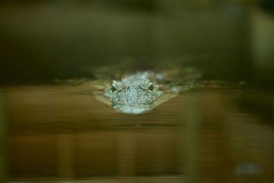 Close-up of jellyfish swimming in water