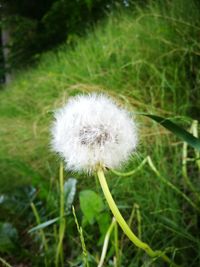 Close-up of white dandelion blooming in field