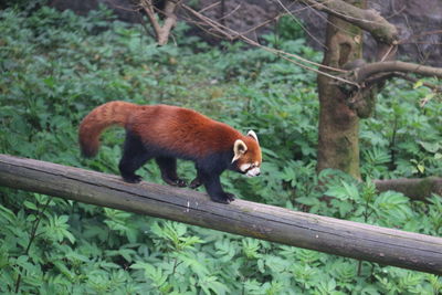 Close-up of lizard on tree