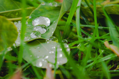 Close-up of wet plant leaves during rainy season