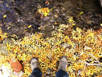 Low section of man standing on autumn leaves