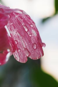 Close-up of water drops on pink flower