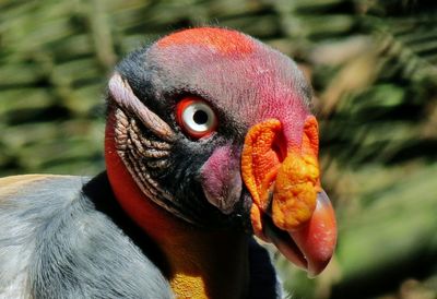 Close-up of king vulture outdoors
