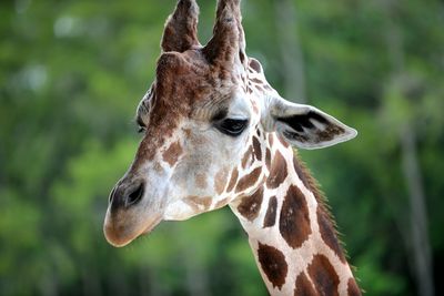 Close-up of giraffe in forest