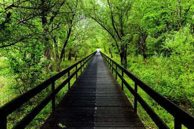 Boardwalk amidst trees against plants