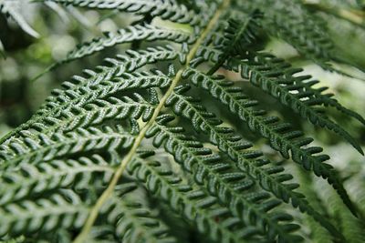 Full frame shot of plant