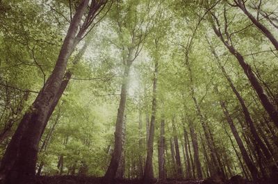 Low angle view of bamboo trees in forest