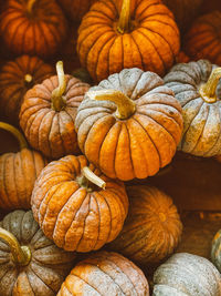 High angle view of pumpkins