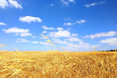 Scenic view of wheat field against blue sky