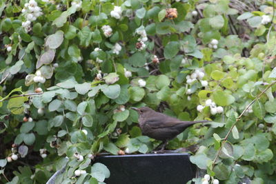 View of bird perching on plant