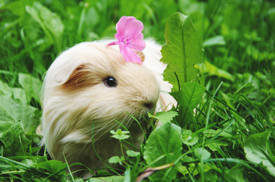 Close-up of flower on guinea pig on field