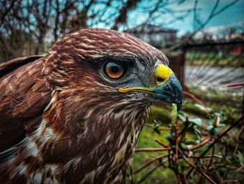 Close-up of eagle