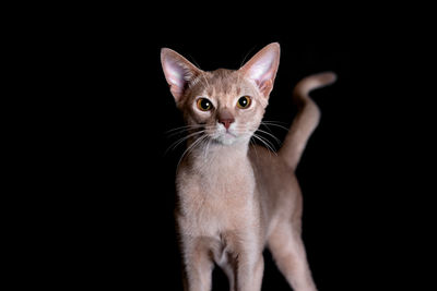 Portrait of cat against black background