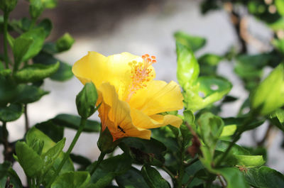 Close-up of yellow flowering plant