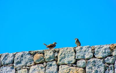 Low angle view of birds on rock against clear blue sky