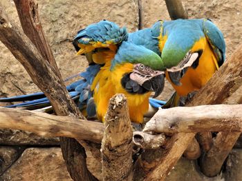 Close-up of parrots perching on tree branches 