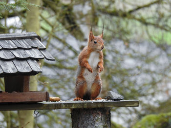 Squirrel sitting on wood