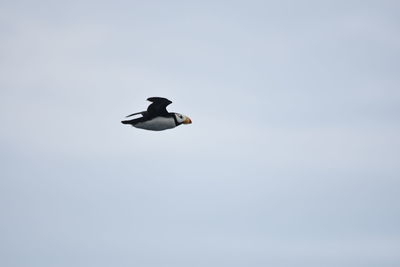 Low angle view of bird flying in sky