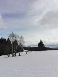 Trees on snow covered landscape