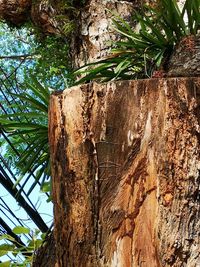 Low angle view of tree trunk in forest