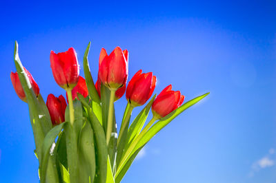 Low angle view of red tulips blooming against clear blue sky