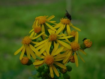 Close-up of honey bee on yellow flowers