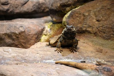 Close-up of lizard on rock