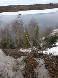 Scenic view of river in forest during winter