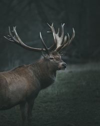 Side view of deer standing on grass