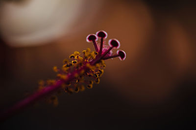 Close-up of stamen